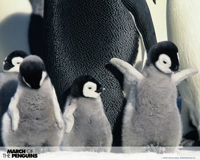 March of the Penguins - Lobbykaarten