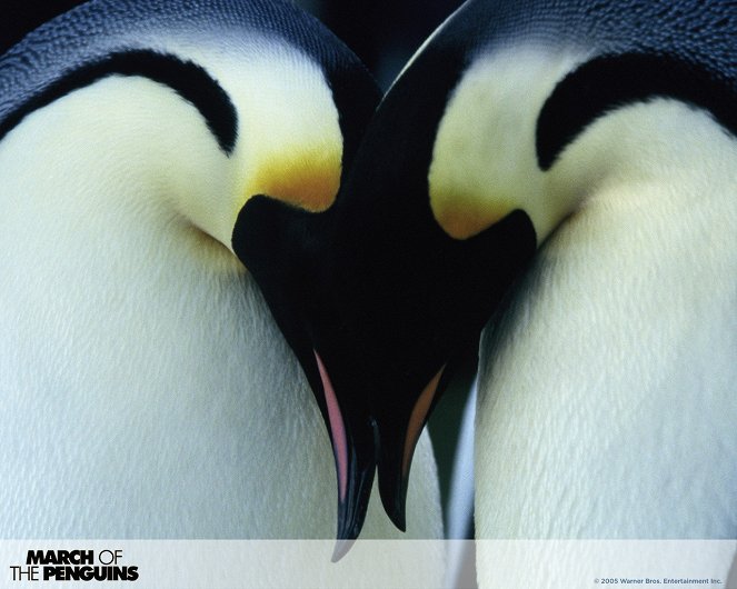 March of the Penguins - Lobbykaarten
