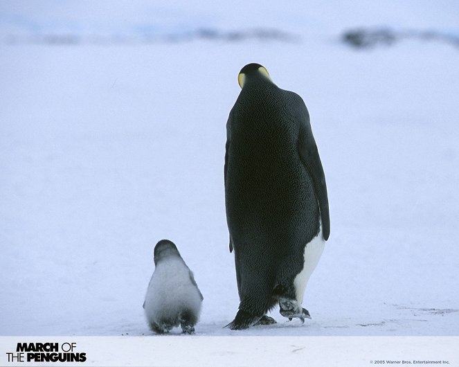 Pingviinien matka - Mainoskuvat