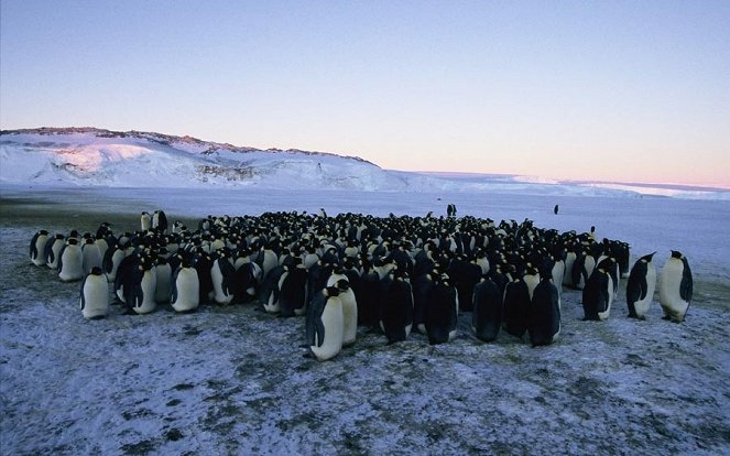 Pingvinek vándorlása - Filmfotók