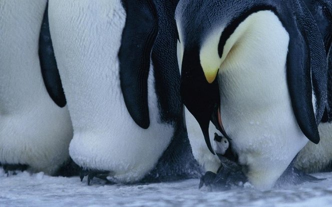 March of the Penguins - Van film