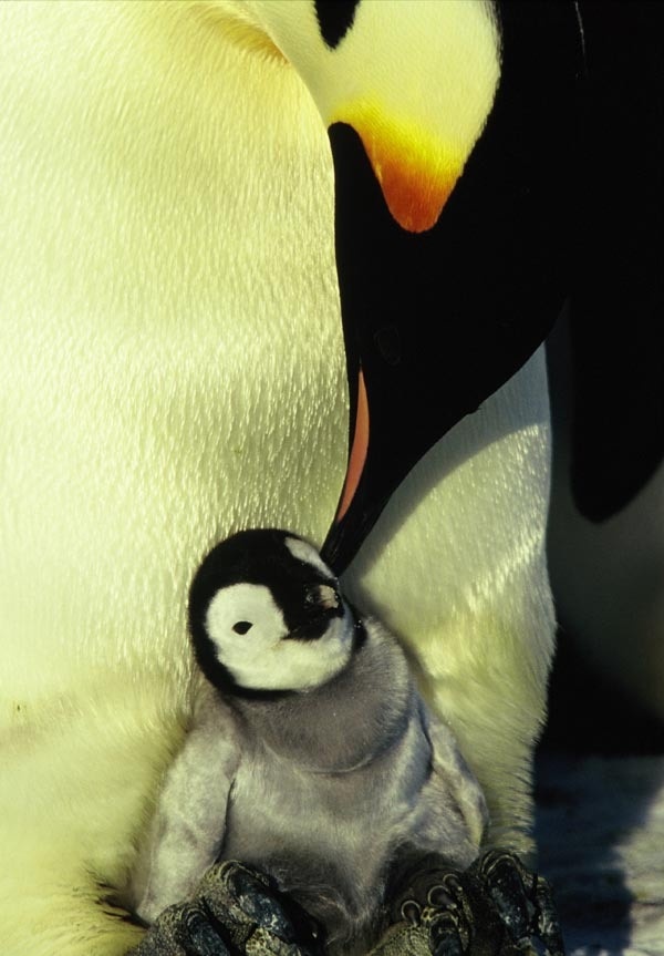 Pingviinien matka - Kuvat elokuvasta