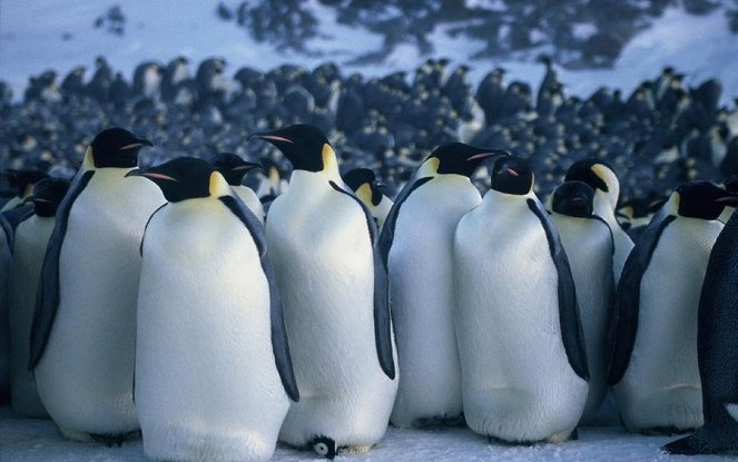 Putování tučňáků - Z filmu