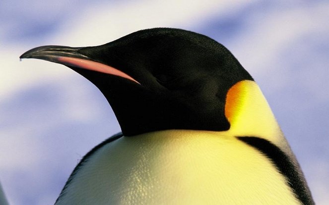 Putování tučňáků - Z filmu