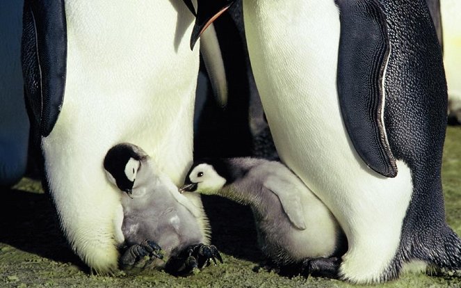 Marsz pingwinów - Z filmu