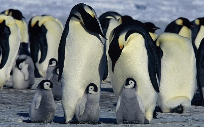 Putovanie tučniakov - Z filmu