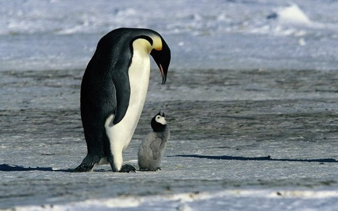 Putovanie tučniakov - Z filmu