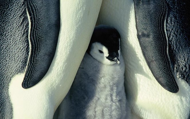 Pingvinresan - Kuvat elokuvasta