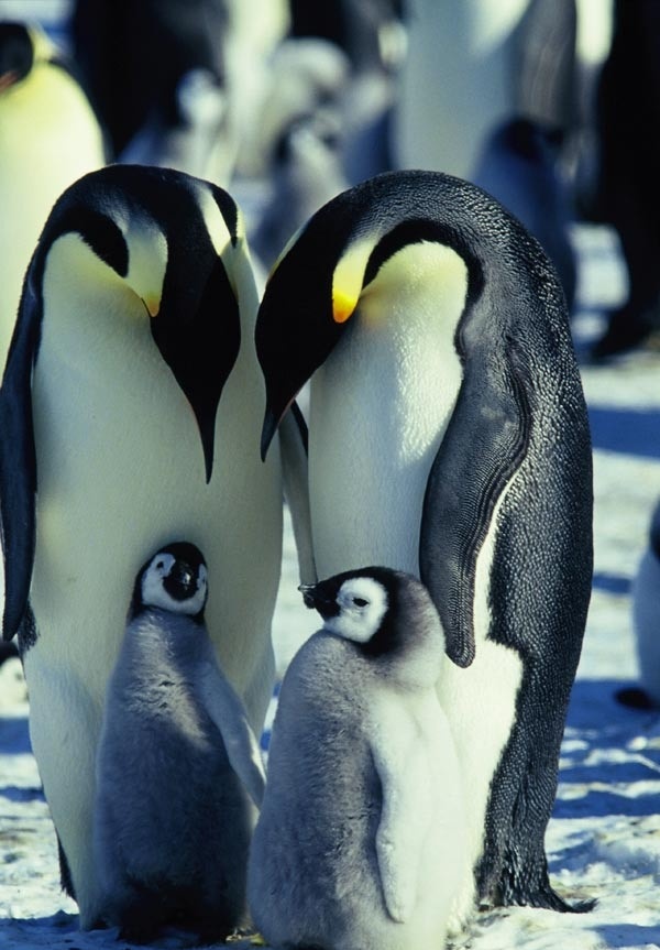 Die Reise der Pinguine - Filmfotos