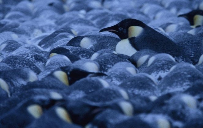 Pingvinek vándorlása - Filmfotók