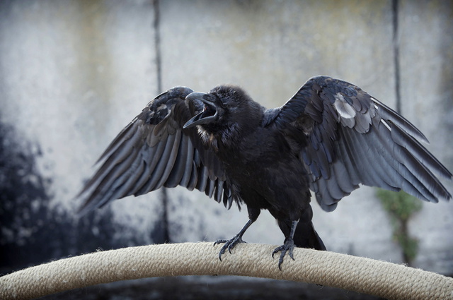Tetthely - Großer schwarzer Vogel - Filmfotók