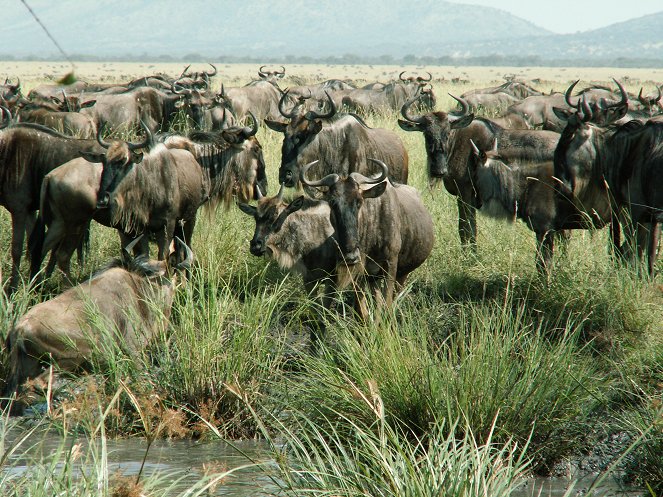 The Real Serengeti - Van film