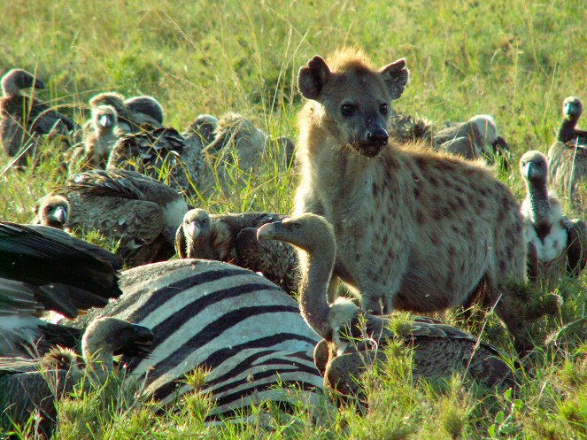 The Real Serengeti - De la película