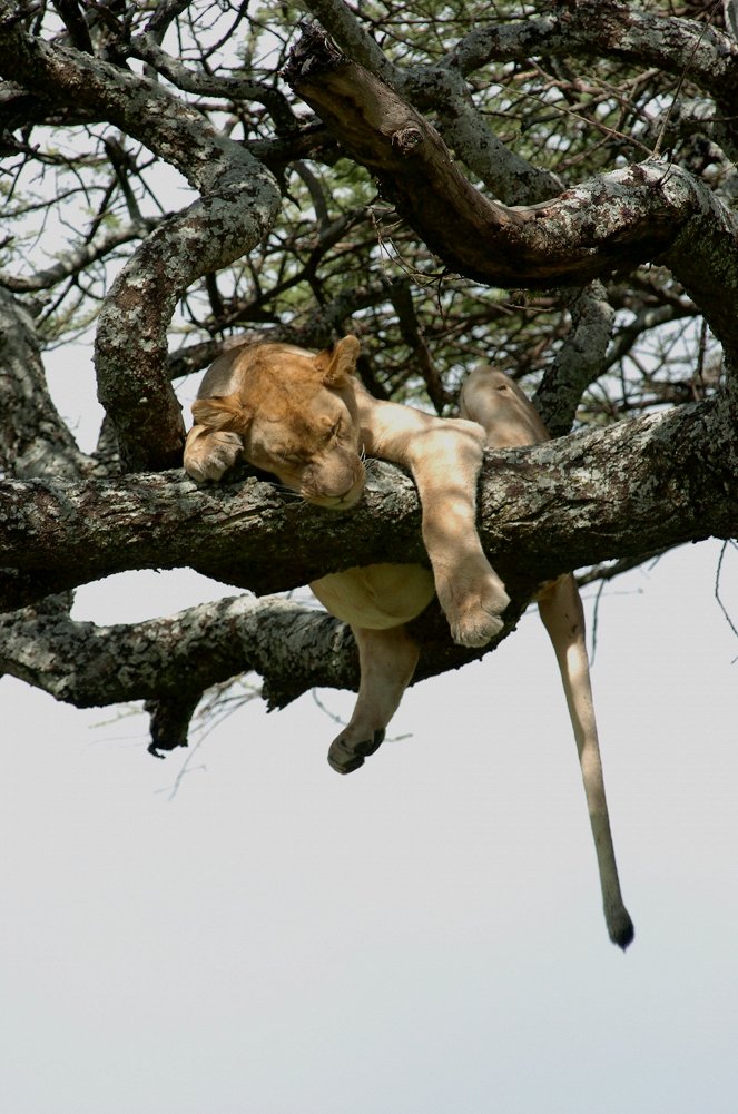 Skutečné Serengeti - Z filmu