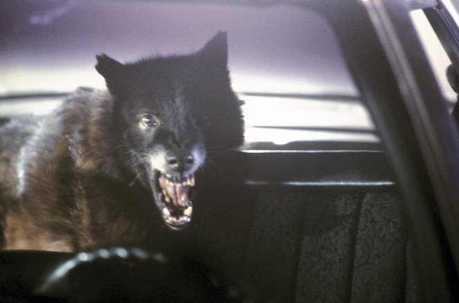 Lobos humanos - De la película