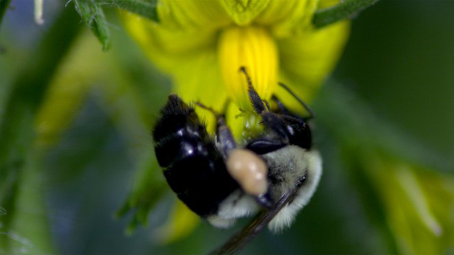Pollen - Kuvat elokuvasta