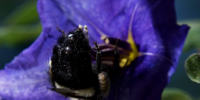 Pollen - Filmfotos