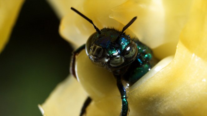 Pollen - Photos