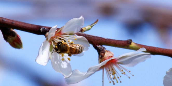 Pollen - Kuvat elokuvasta