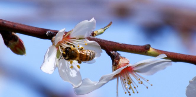 Pollen - Film