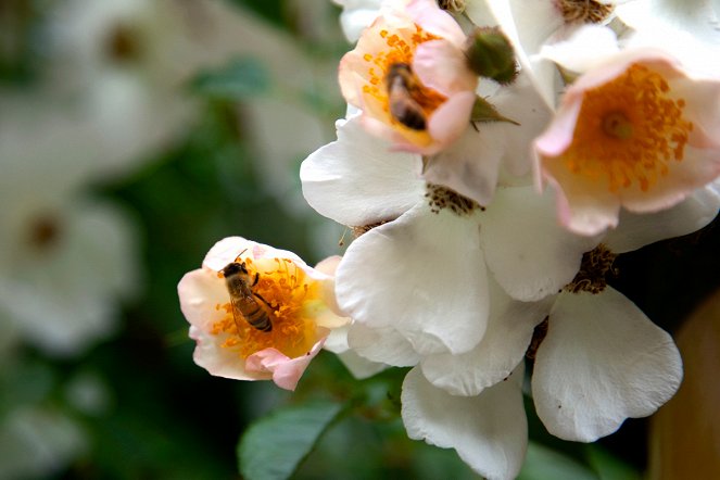 Pollen - Kuvat elokuvasta