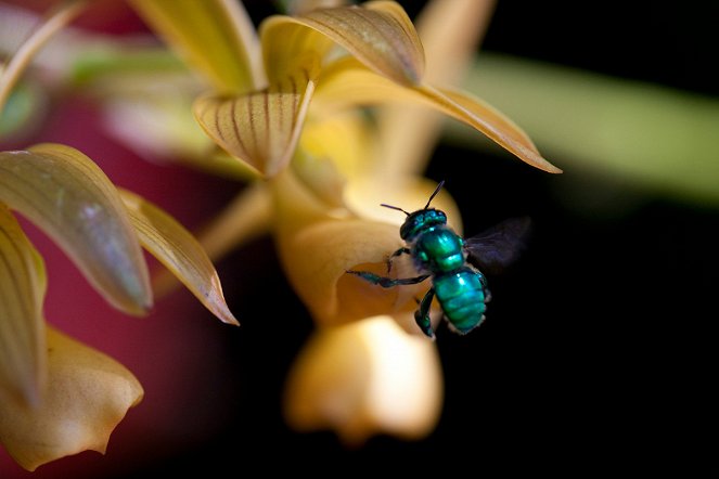 Pollen - Filmfotók