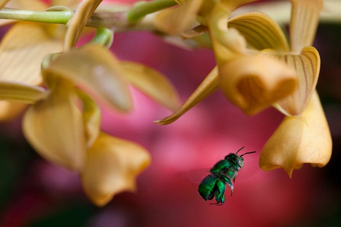 Pollen - Do filme