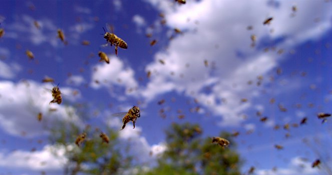 Pollen - De la película