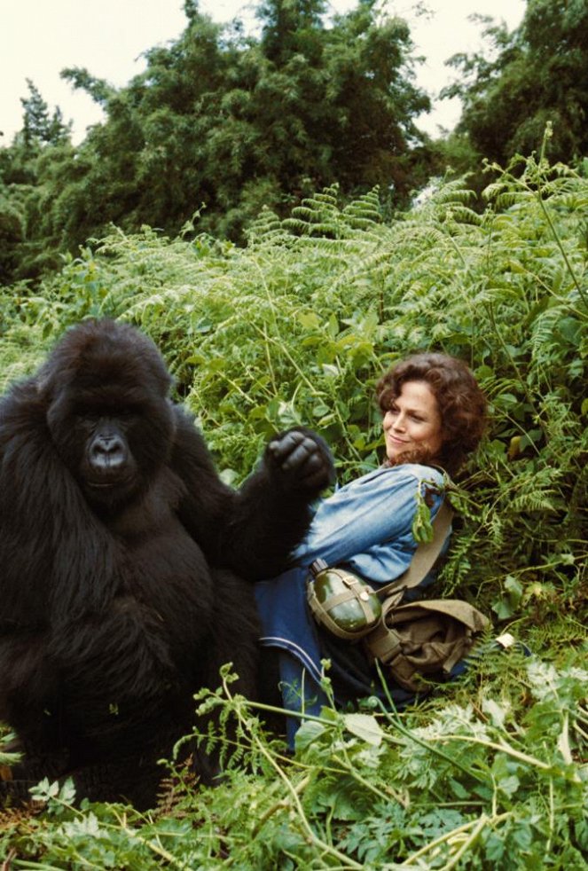 Gorilas na Bruma - Do filme