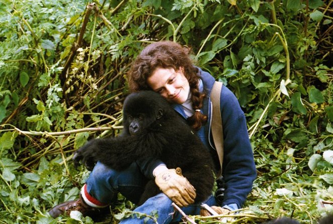 Sumuisten vuorten gorillat - Kuvat elokuvasta