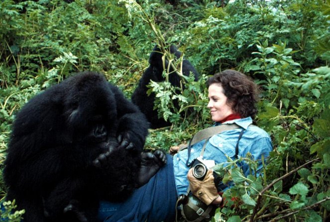 Sumuisten vuorten gorillat - Kuvat elokuvasta