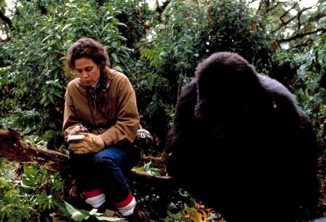 Gorillák a ködben - Filmfotók