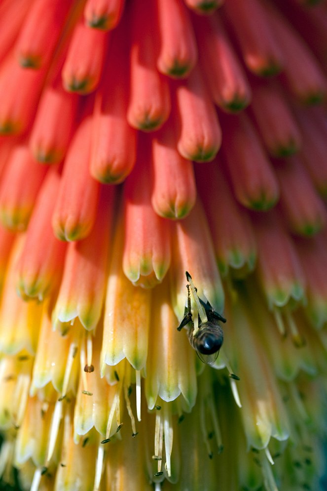 Pollen - Filmfotók