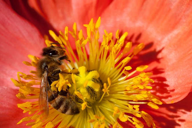 Pollen - Filmfotos