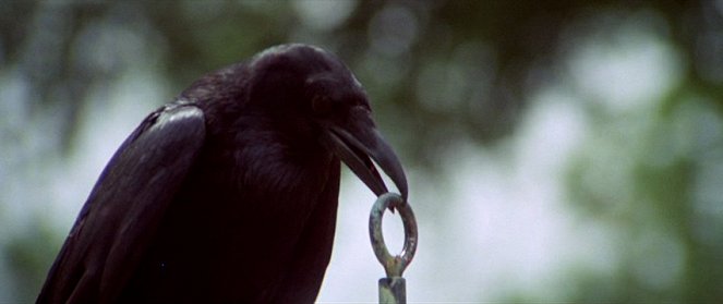 Auch Vögel können töten - Filmfotos