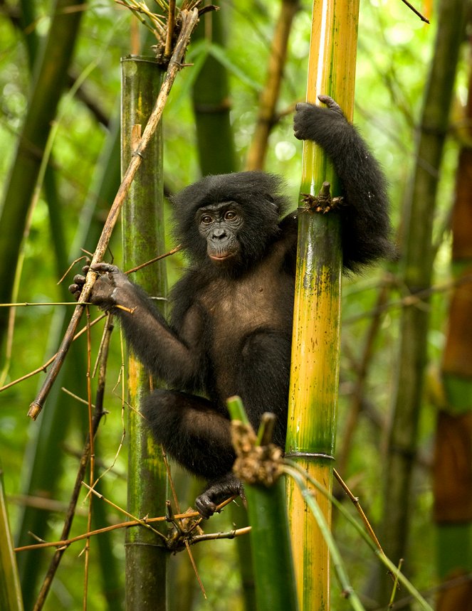 Bonobos - Van film