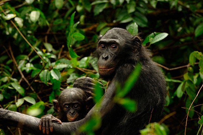 Bonobos - Kuvat elokuvasta