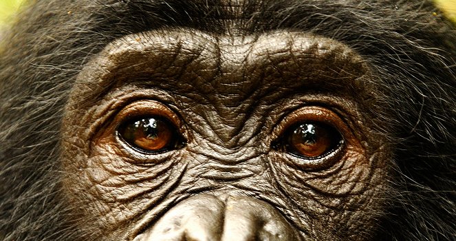 Bonobos - Filmfotók