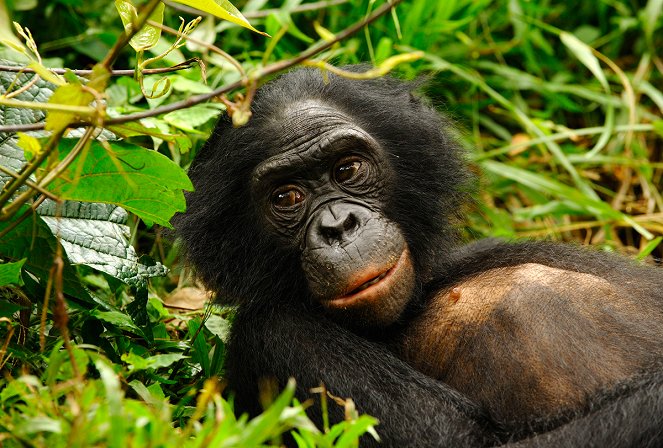 Bonobos - Photos