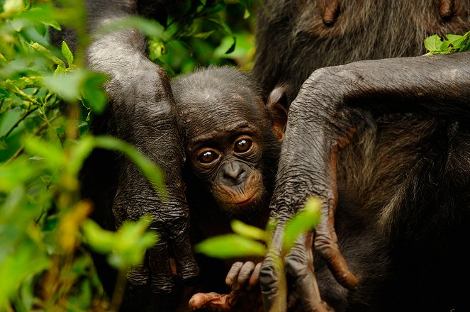 Bonobos - De la película