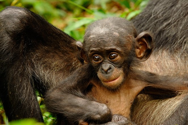 Bonobos - Filmfotók