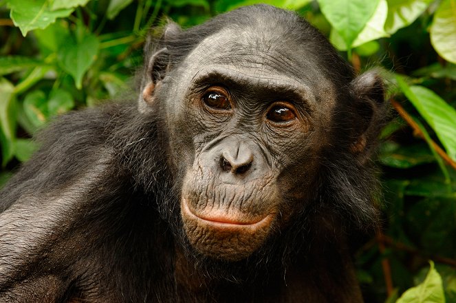 Bonobos - De la película
