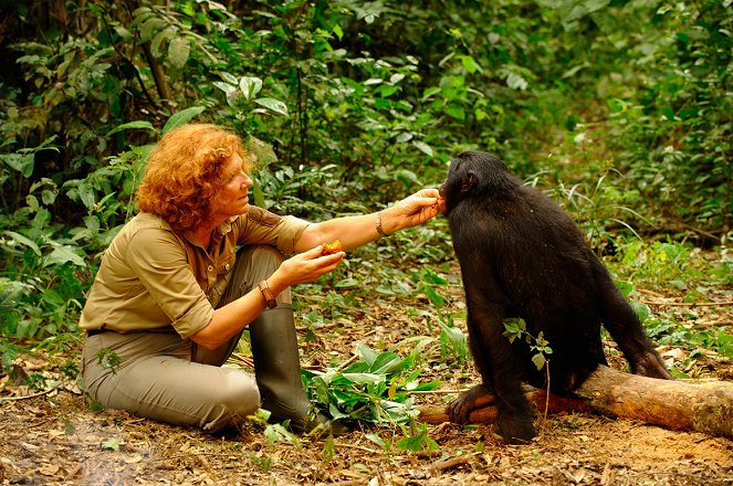 Bonobos - Photos - Claudine André