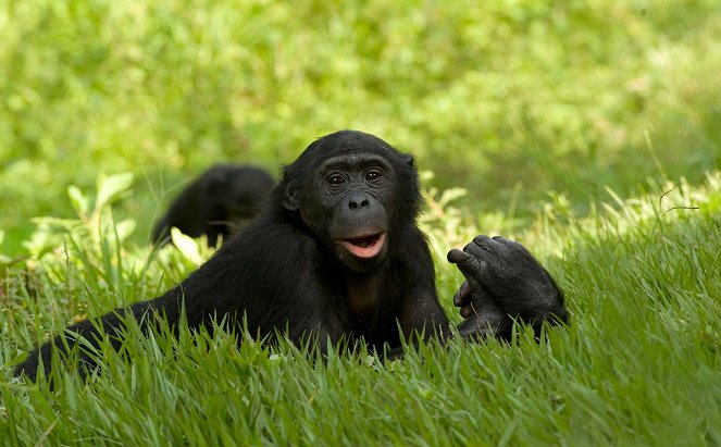 Bonobos - Z filmu