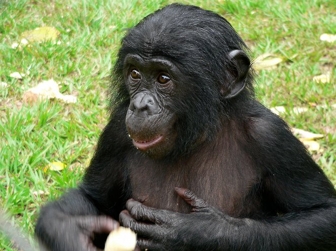 Bonobos - Z filmu