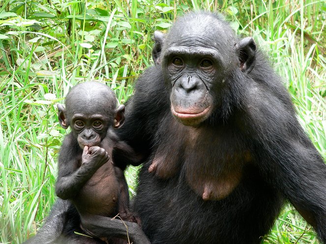 Bonobos - Do filme