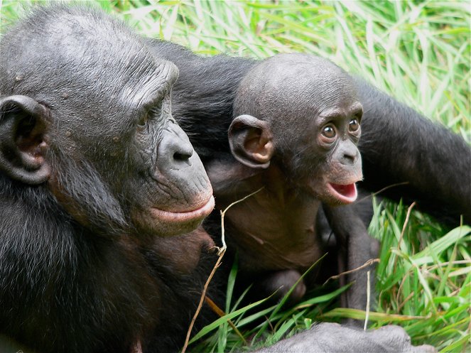 Bonobos - Photos