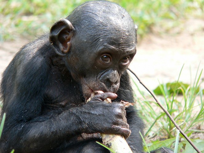 Bonobos - Van film