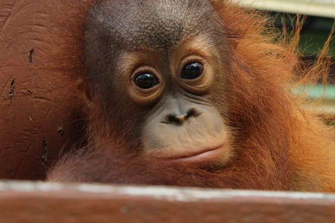Meet the Orangutans - Photos
