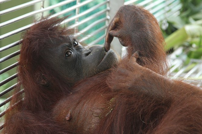 Setkání s orangutany - Z filmu